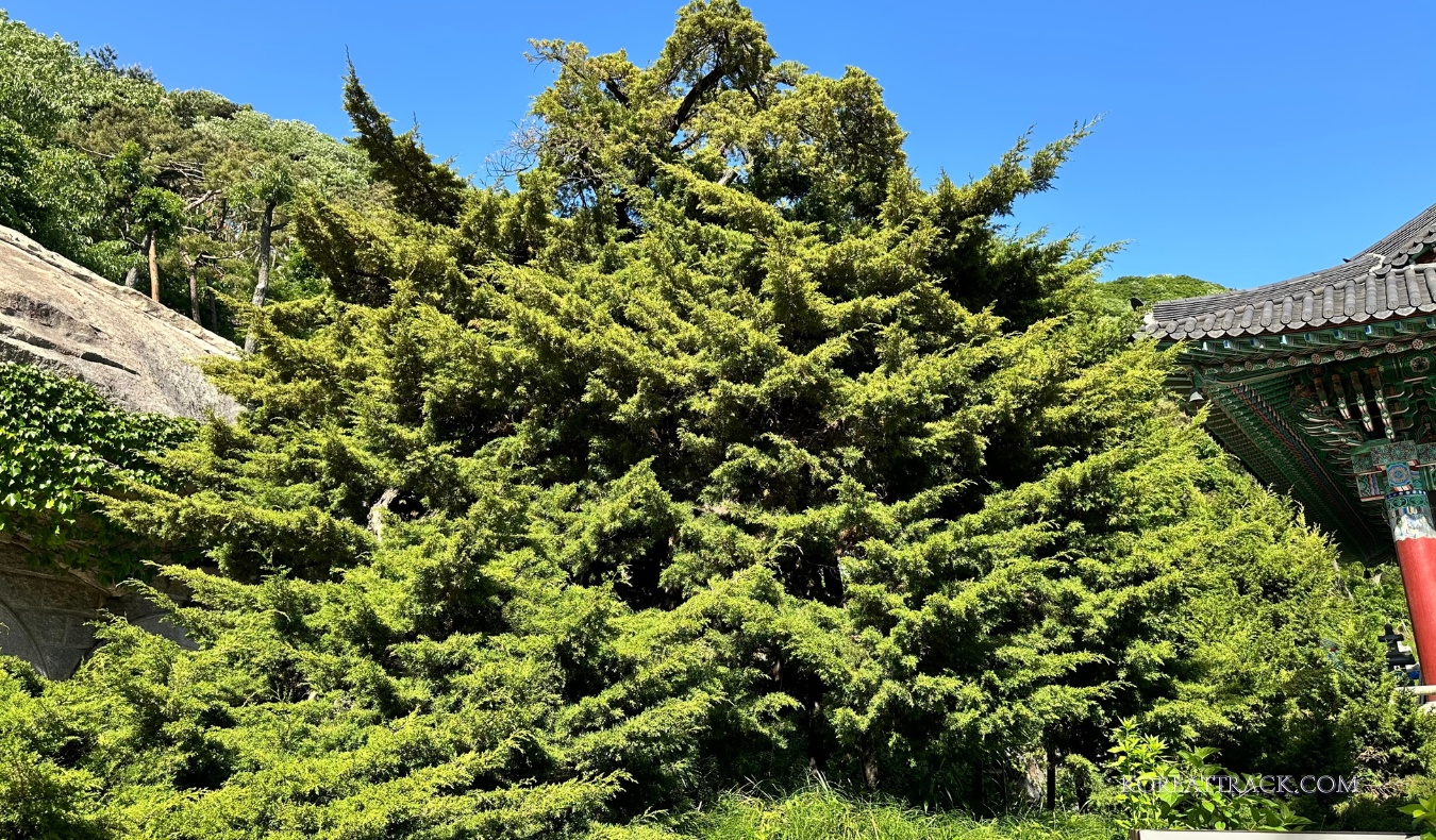 bomunsa-temple-ganghwado-grotto-juniper-tree