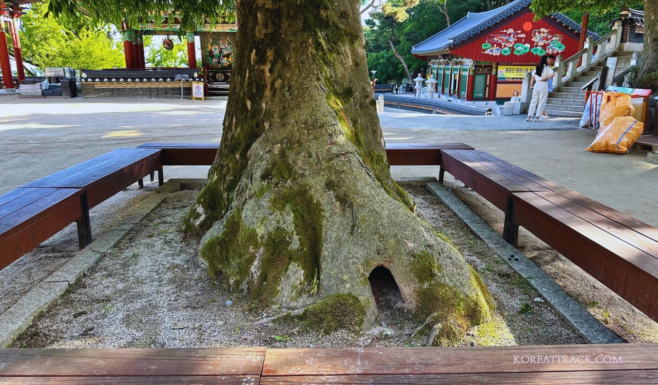 bomunsa-temple-ganghwado-old-tree-trunk-view