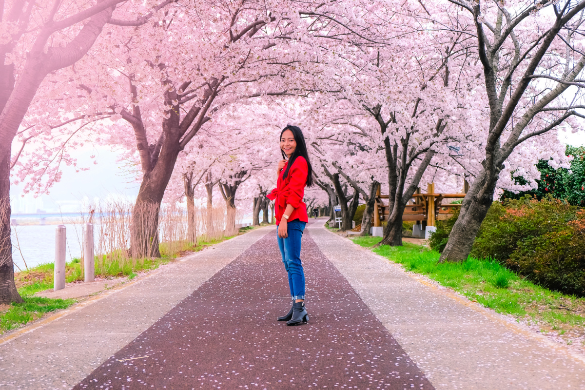 cherry-blossom-pathway