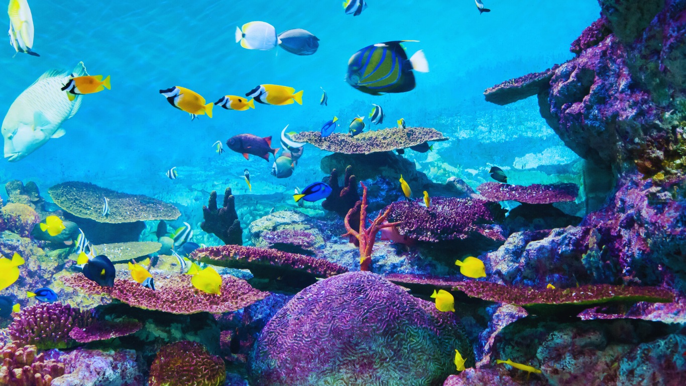 coex aquarium fish sea corals