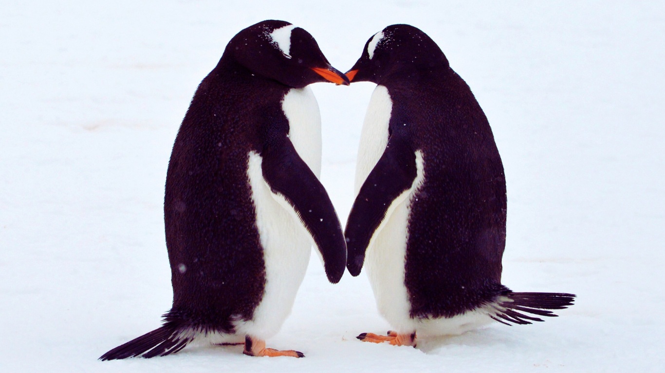 coex penguins