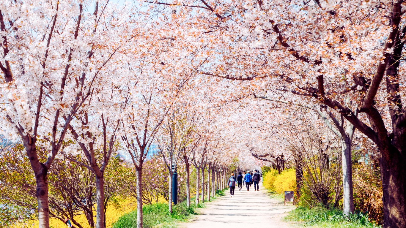 Daegu Cherry Blossoms and Spring Festivals. From stunning cherry blossom-lined streets to beautifully decorated parks - no shortage of things to see and do.