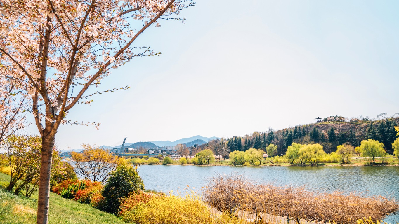 daegu-cherry-blossoms-river-flowers-view