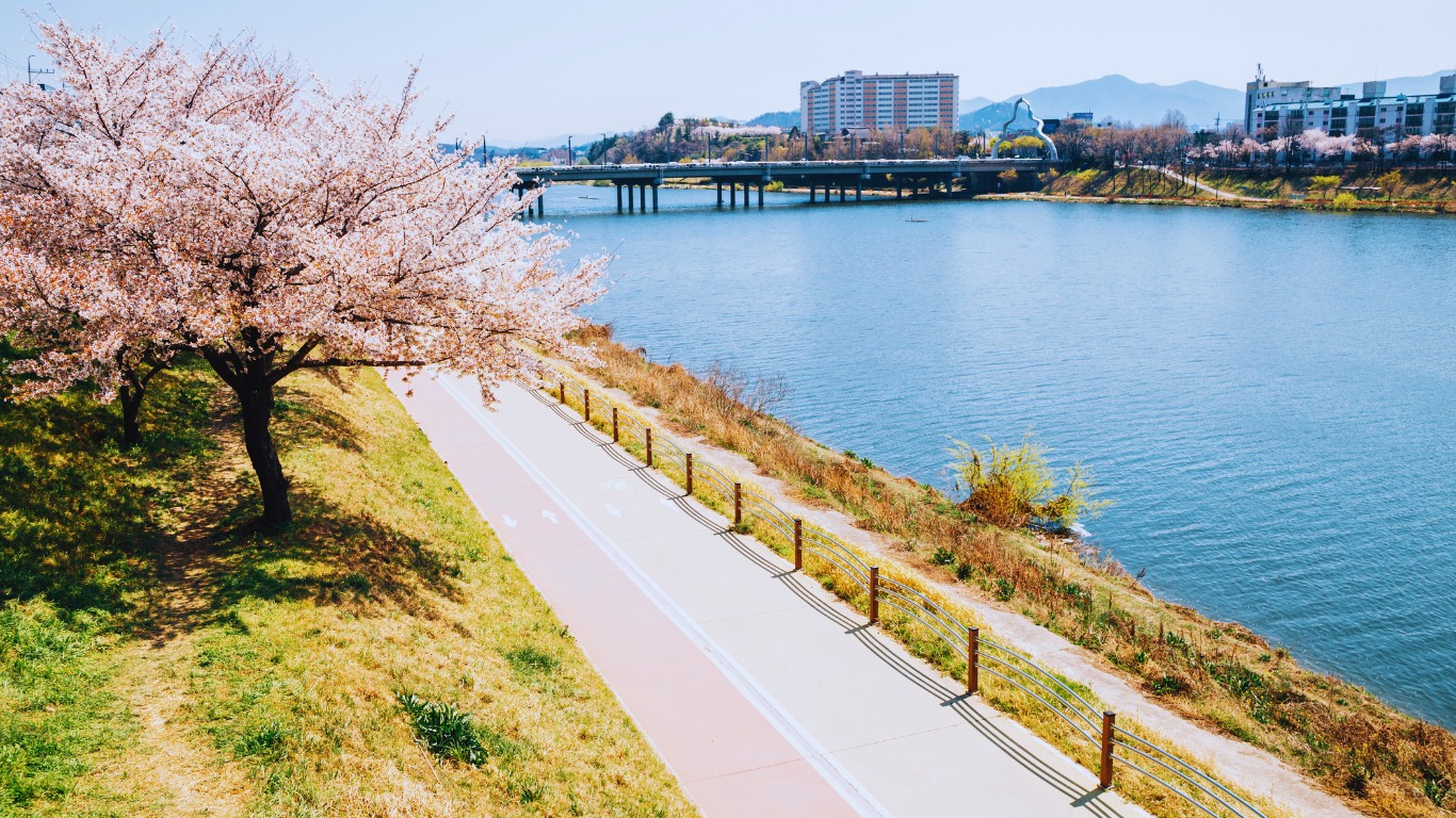 daegu-cherry-blossoms-river-stroll-walking-view
