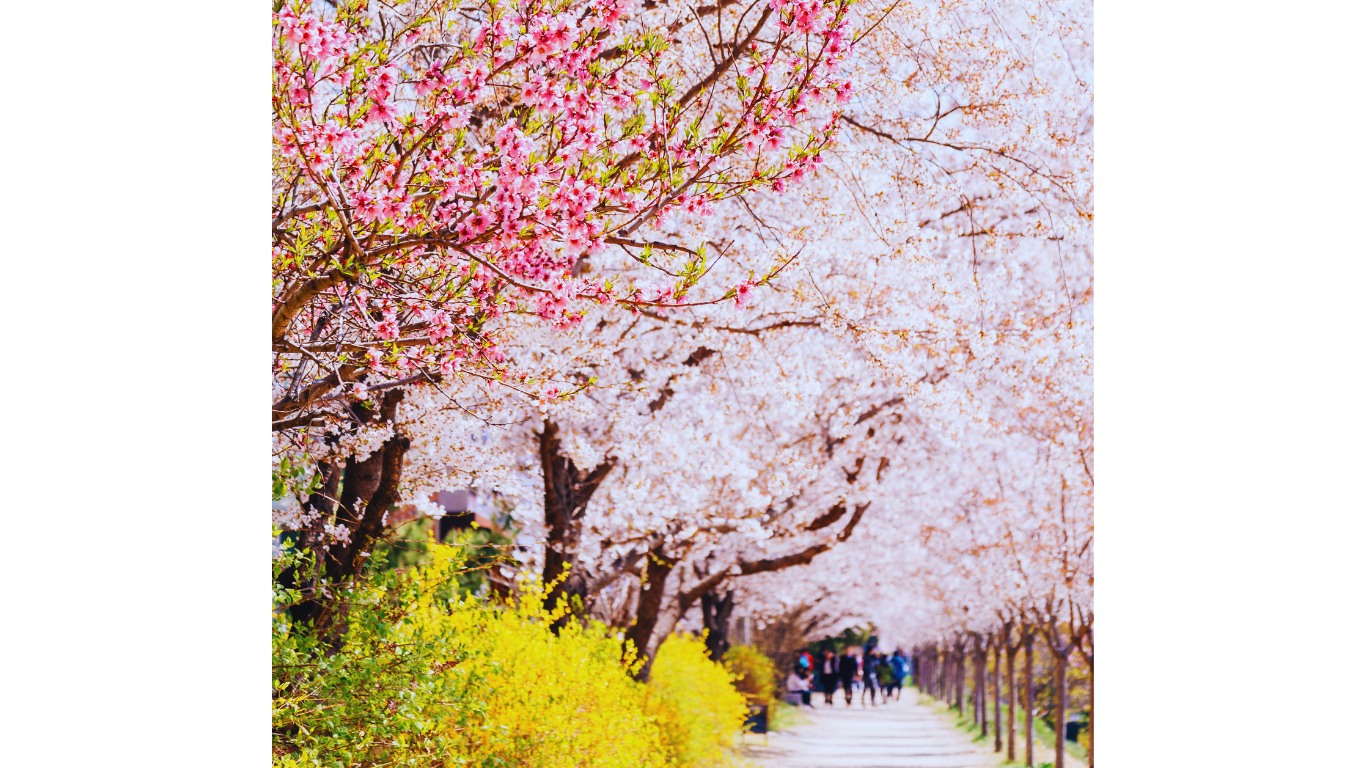 daegu-cherry-blossoms-trail-view