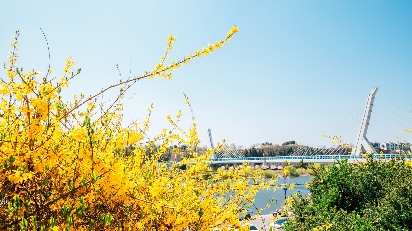 daegu-cherry-blossoms-yellow-flower-bridge-view