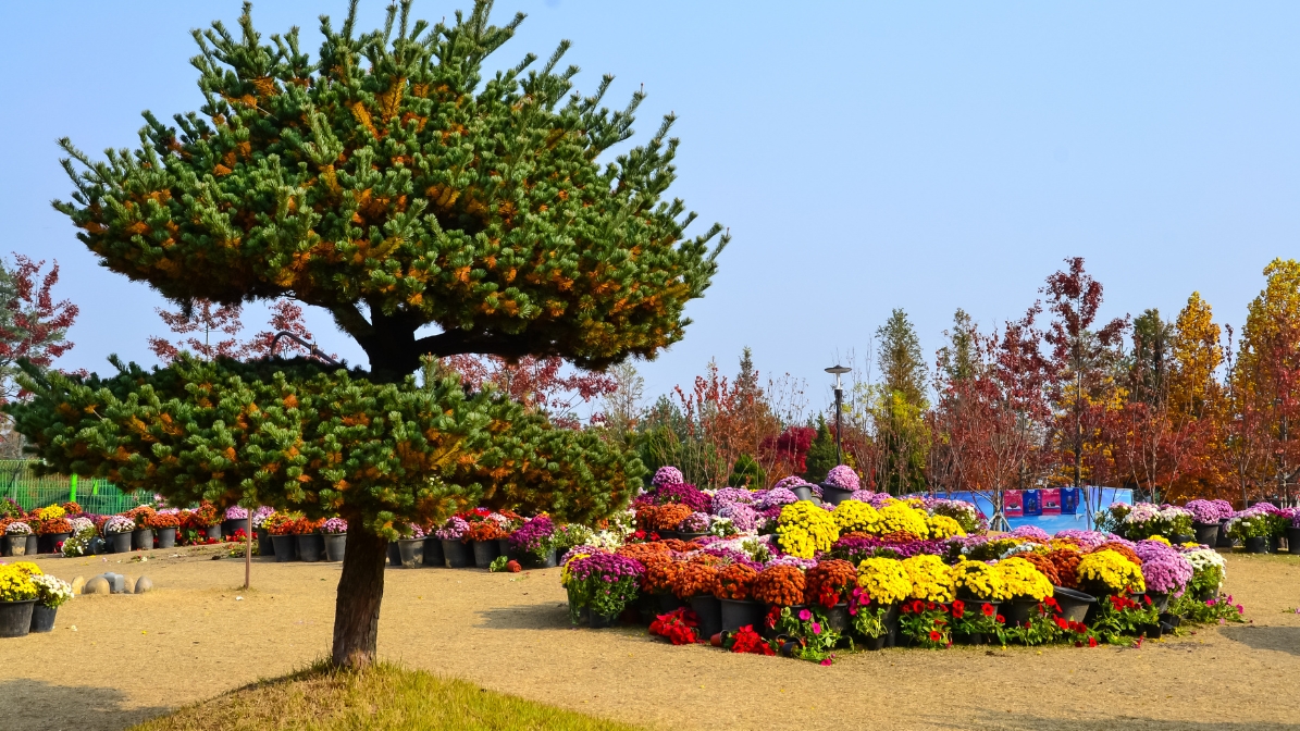 daejeon-park-flowers-pots-view