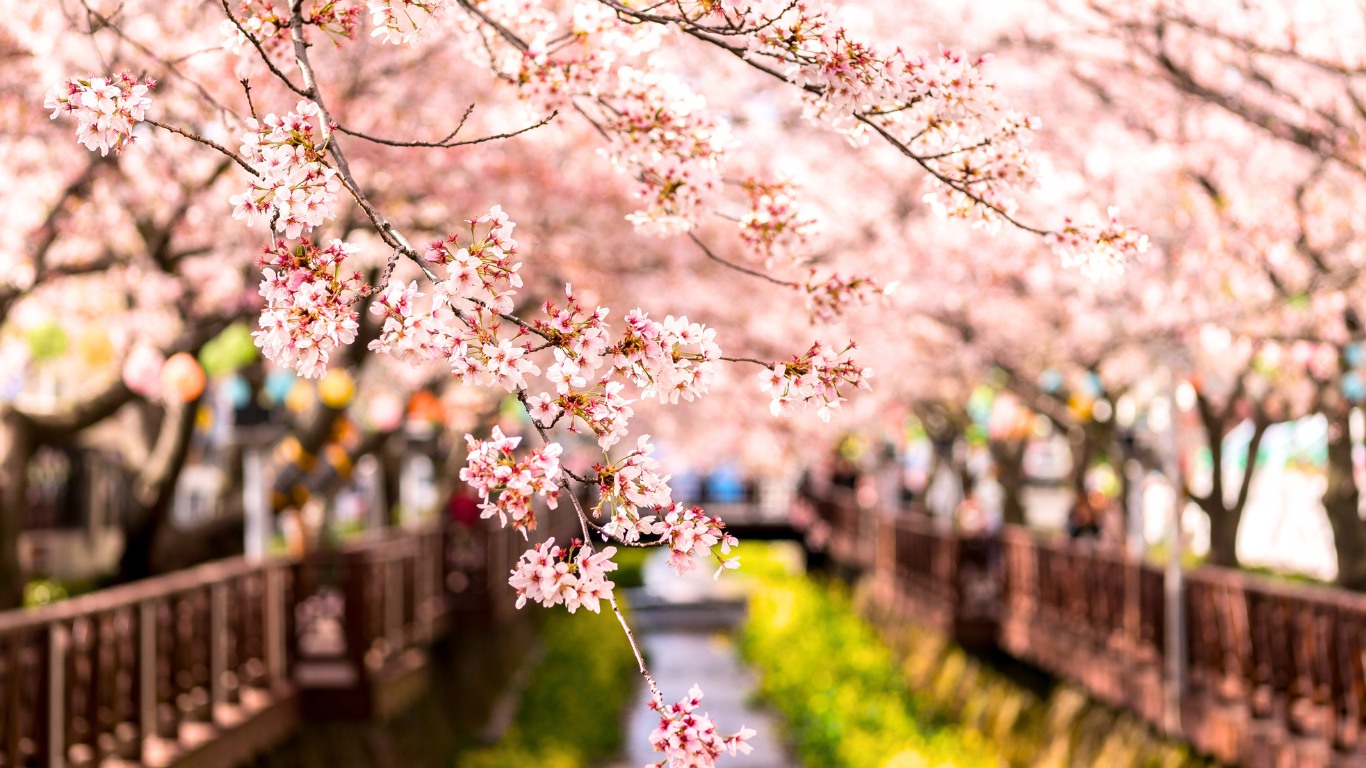 gwangju-cherry-blossom-flowers-view