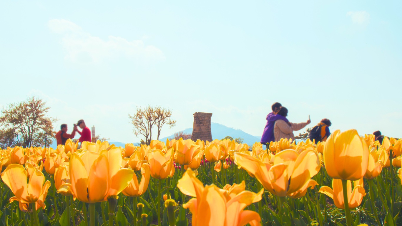 gyeongju city flower festival tulip cheomseongdae