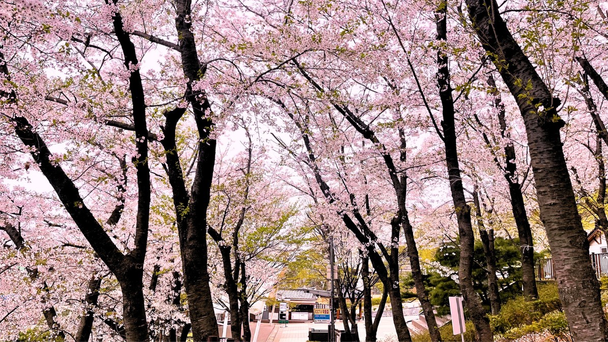 gyeysangsan-cherry-blossoms-entrance-area