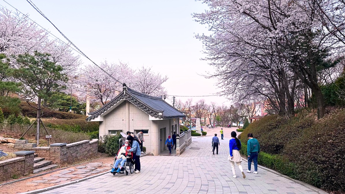 gyeysangsan-cherry-blossoms-imhak-park