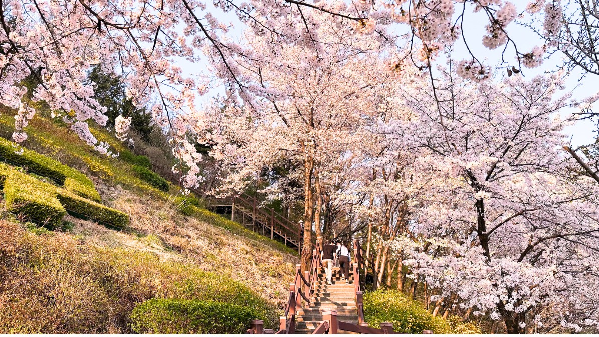 gyeysangsan-cherry-blossoms-steps-view-near-entrance
