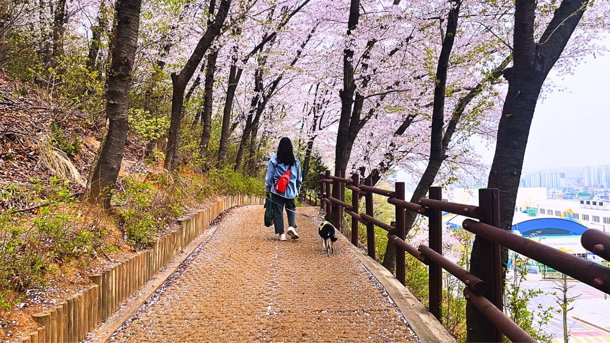 gyeysangsan-cherry-blossoms-trail-area