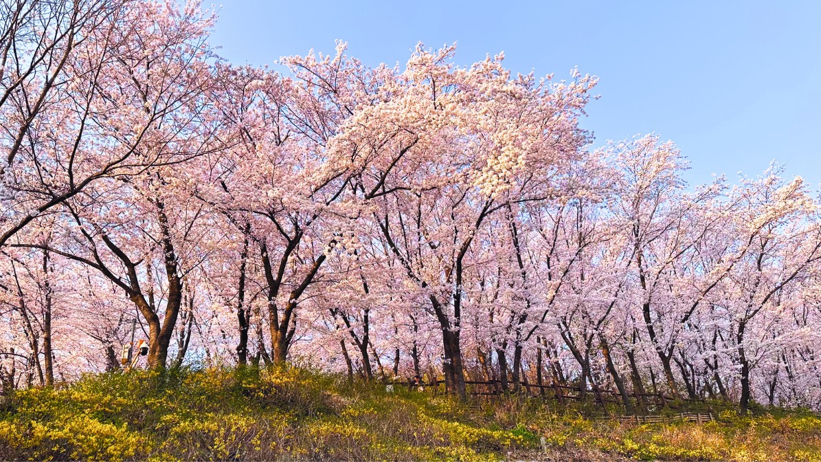 gyeysangsan-cherry-blossoms-trees-line
