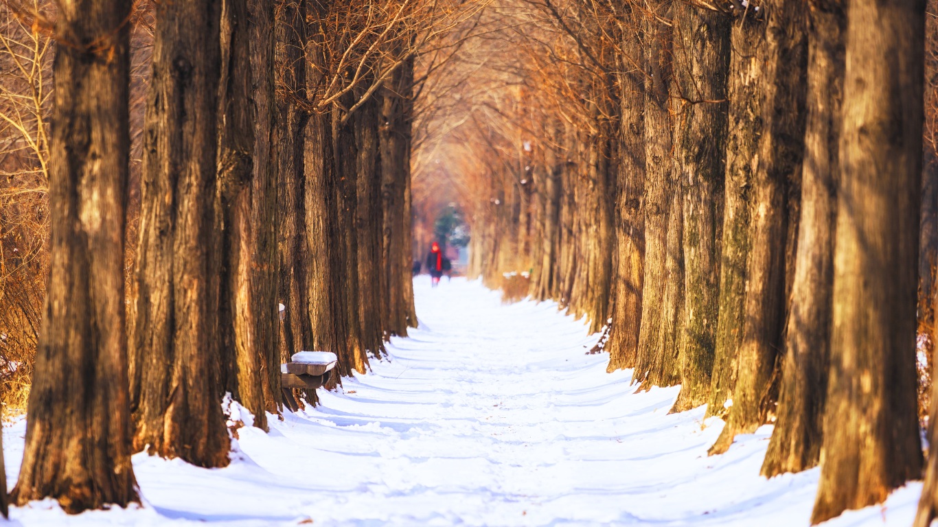 haneul-park-in-seoul-woods-trees-snow-winter