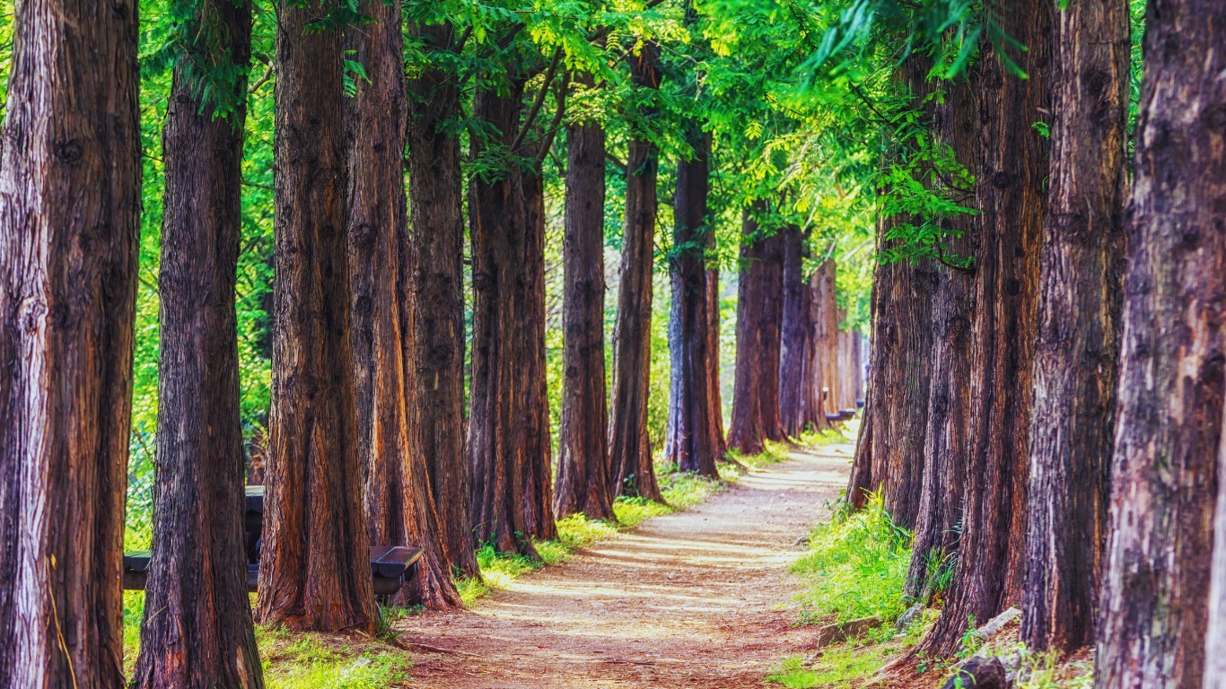 haneul-park-in-seoul-woods-trees