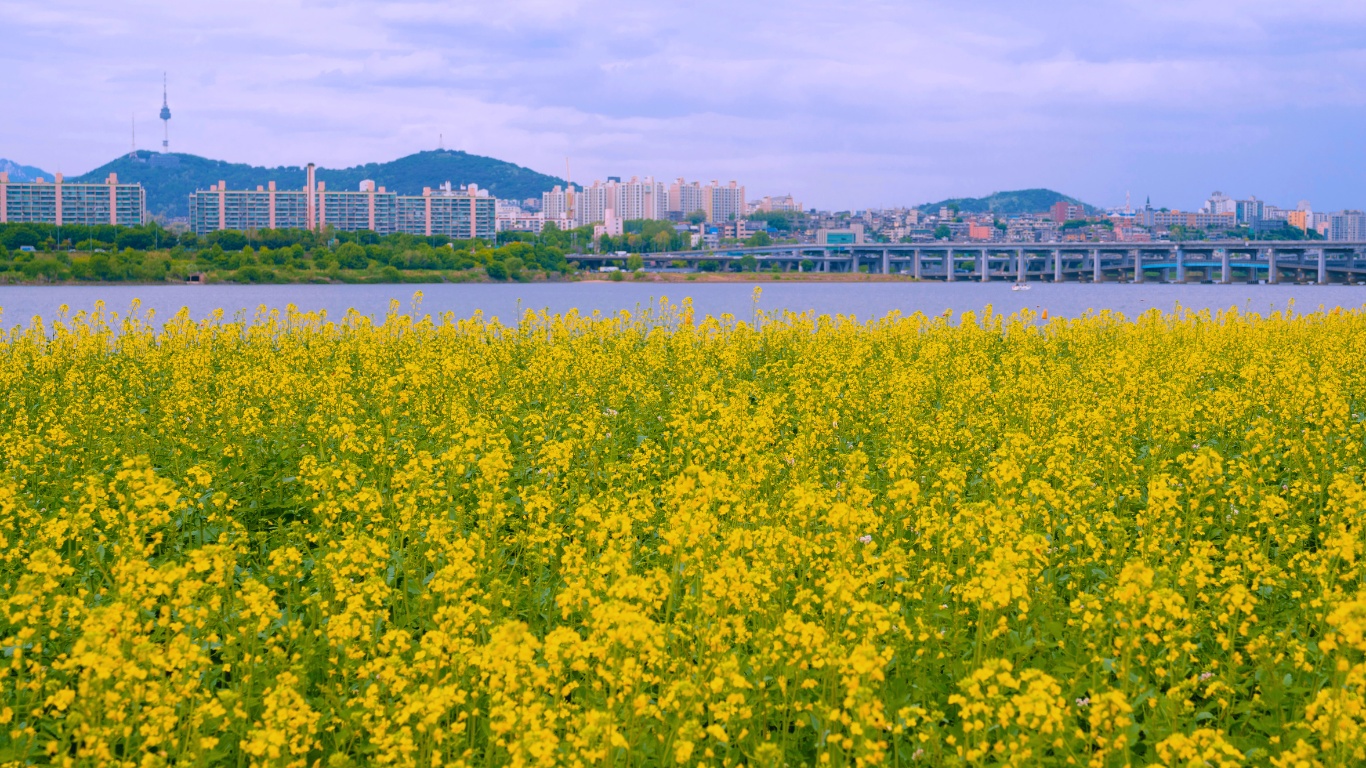 hangang-riversidae-park-yellow-flowers