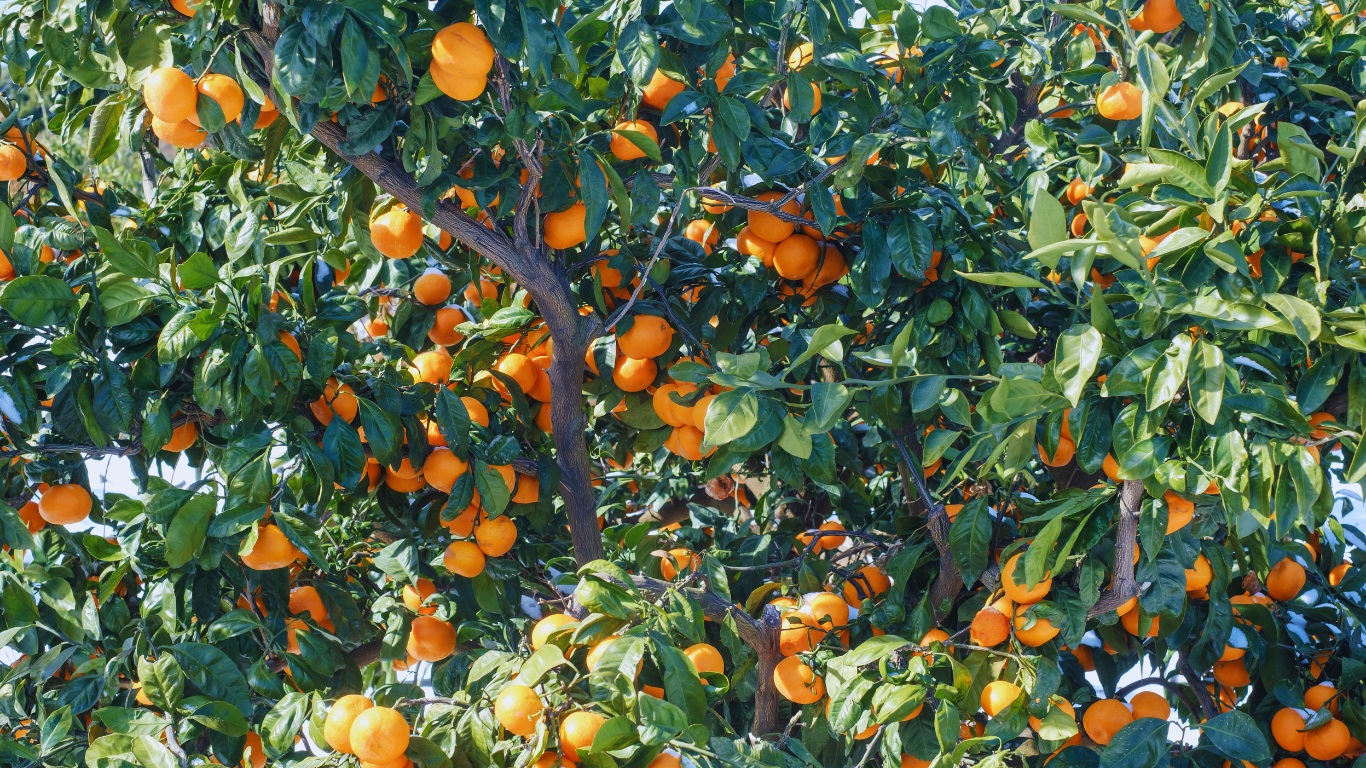 jeju island mandarin fruit trees