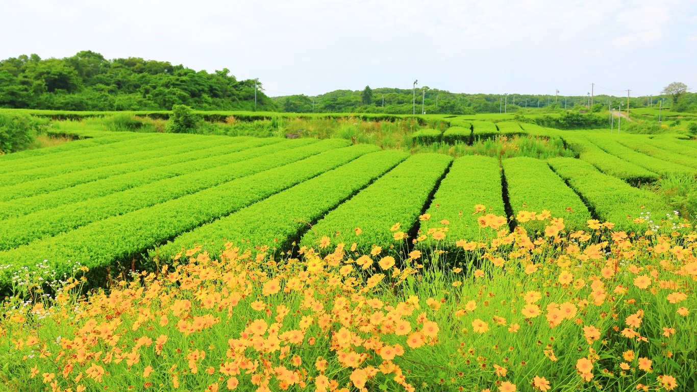 osulloc trea plantation jeju island