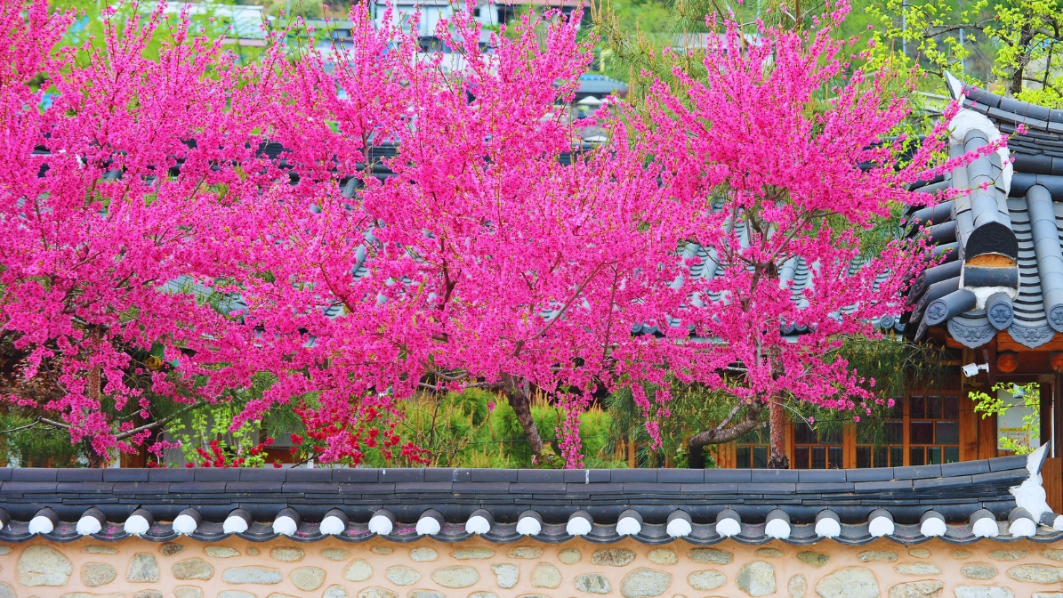 jeonju-pink-flowers-view