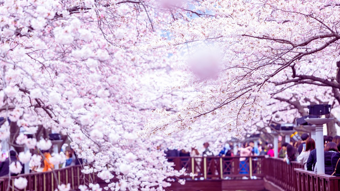 jinhae-cherry-blossoms-festival-flowers-view