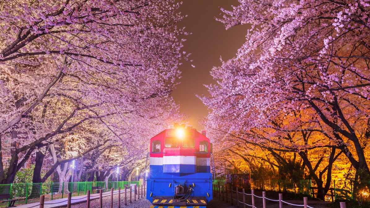jinhae-cherry-blossoms-festival-railtrack-train-view