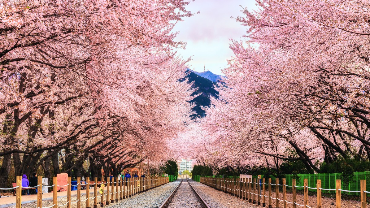 jinhae-cherry-blossoms-festival-railtrack-view