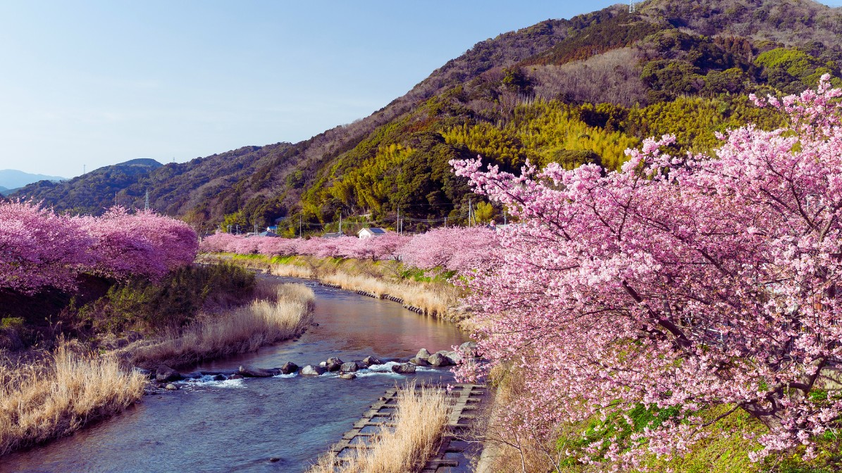 jinhae-cherry-blossoms-festival-river-side-view