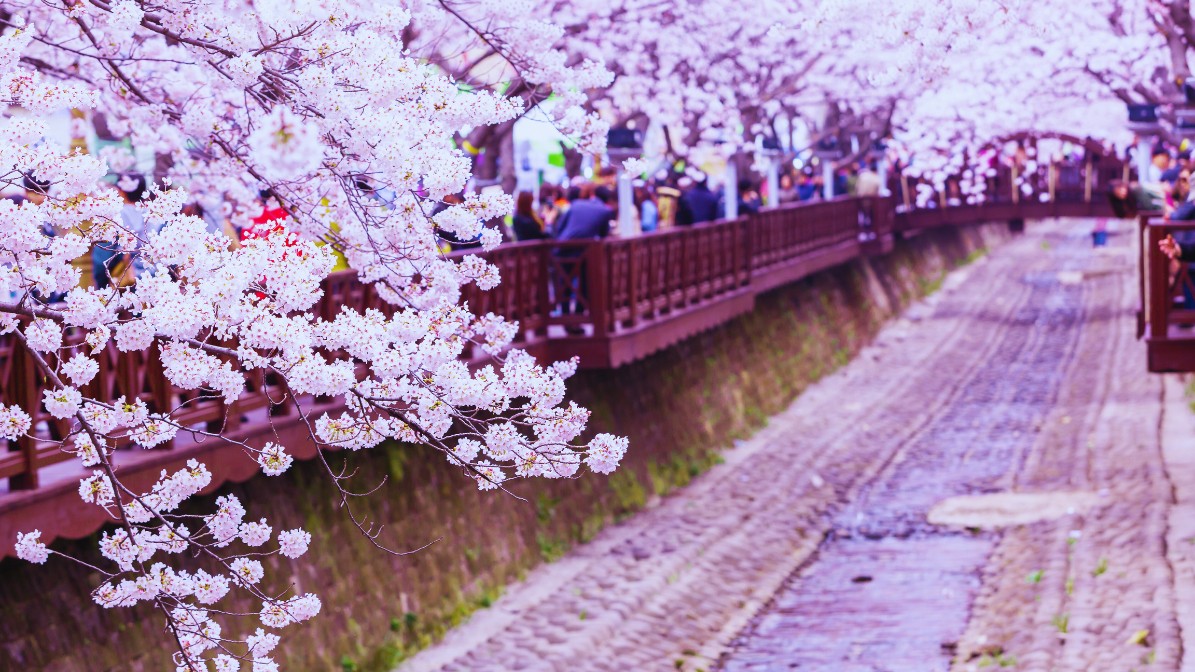 jinhae-cherry-blossoms-festival-stream-view