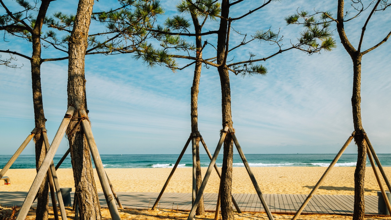 samcheok-beach-gangwon-sandy-beach-trees