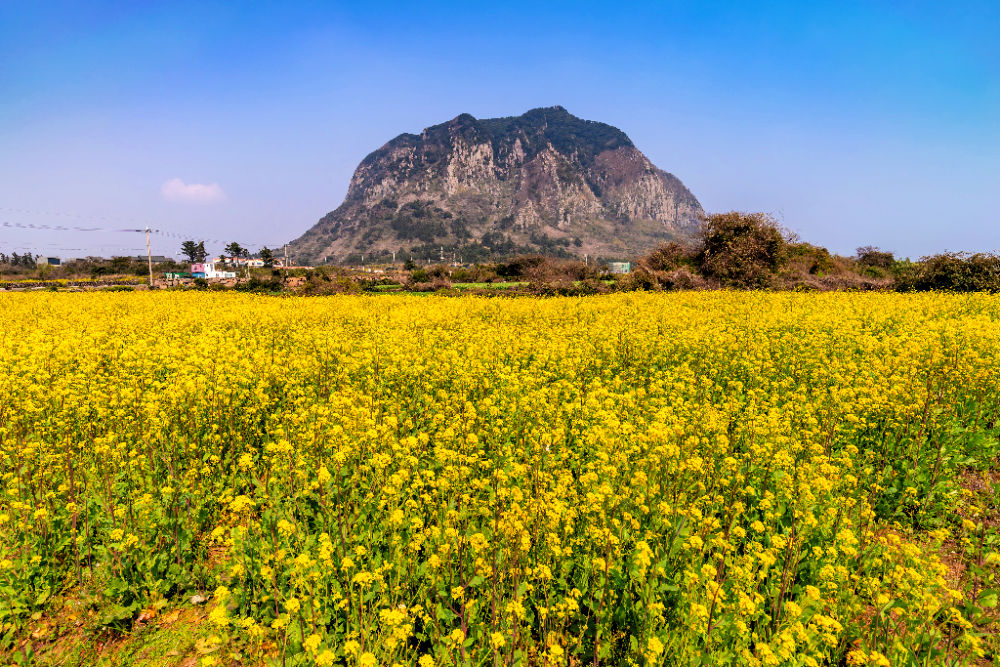 sanbangsan-mountain-canola