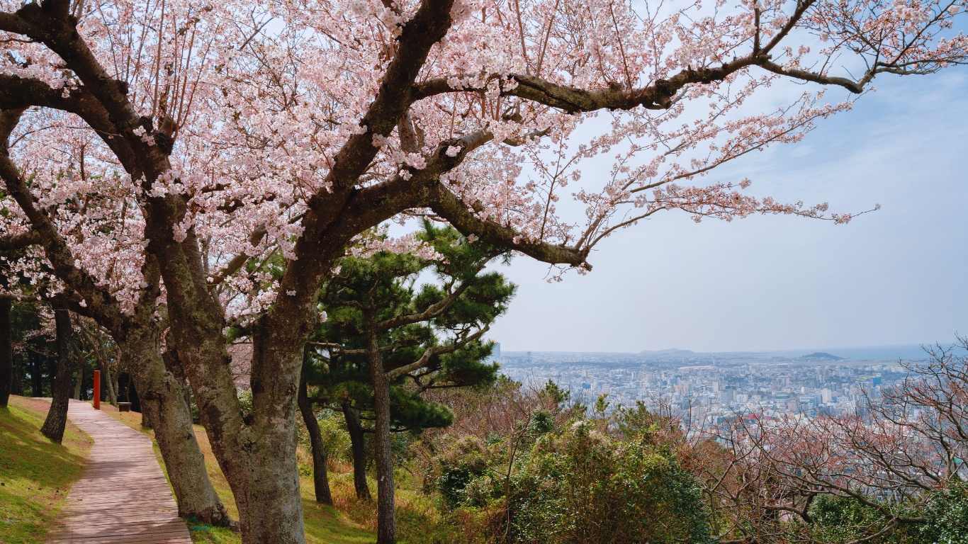 sarabong peak jeju island cherry blossoms