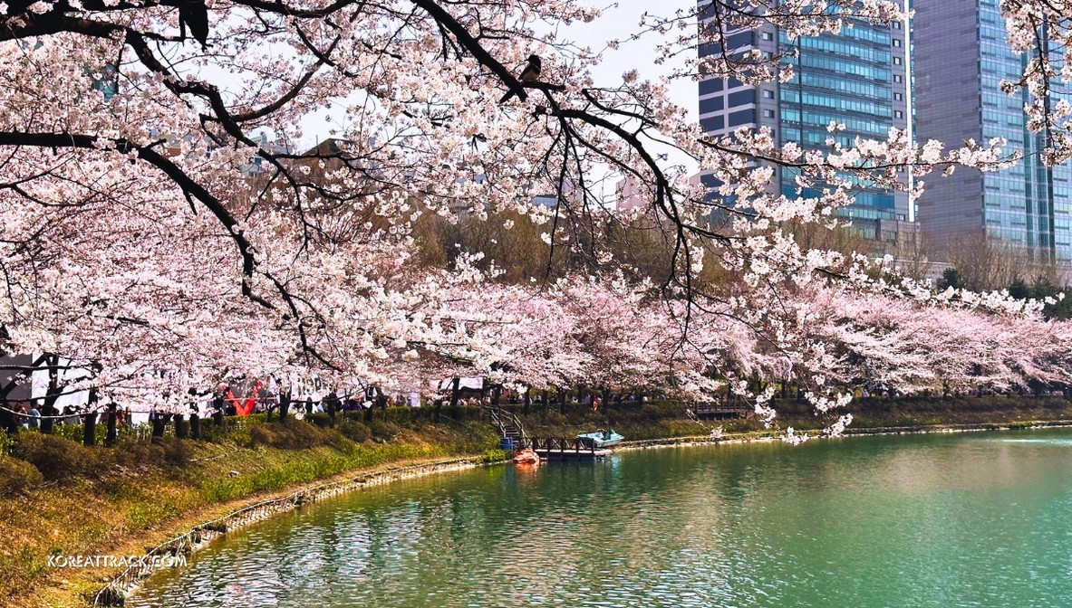 Spring in Seoul: A Beautiful Season of Blooms and Fresh Starts. Spring is amazing and breath-taking in Seoul as beautiful flowers display their heavenly charms.