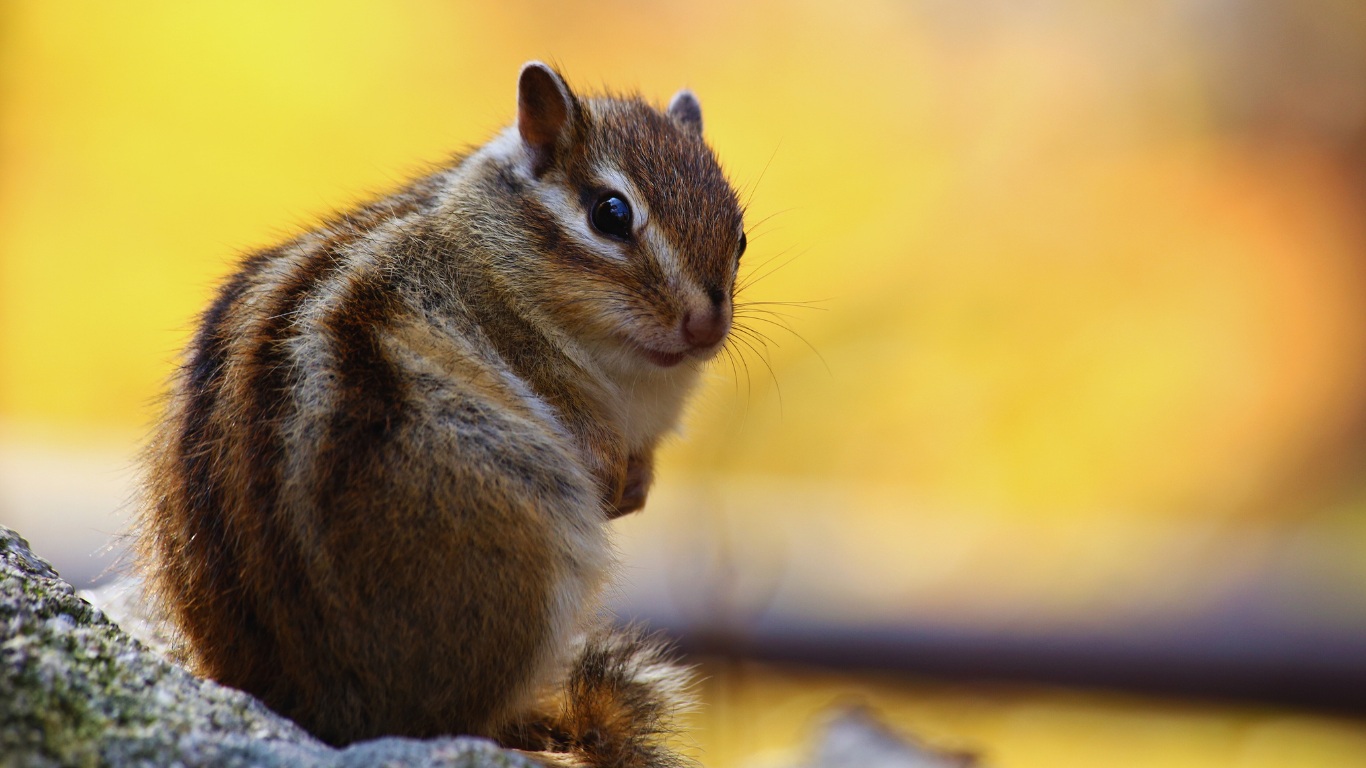 seoraksan squirrel