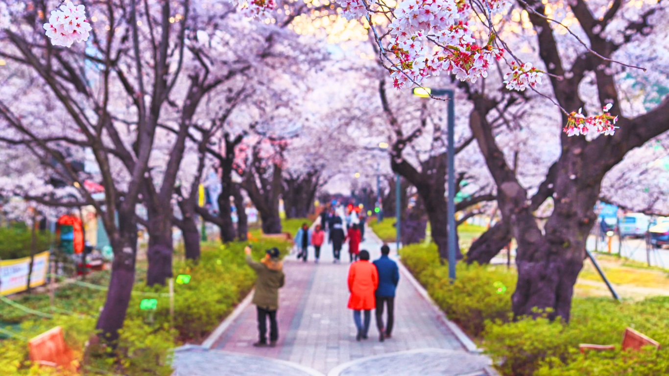 ulsan-city-tourist-attractions-cherry-blossoms