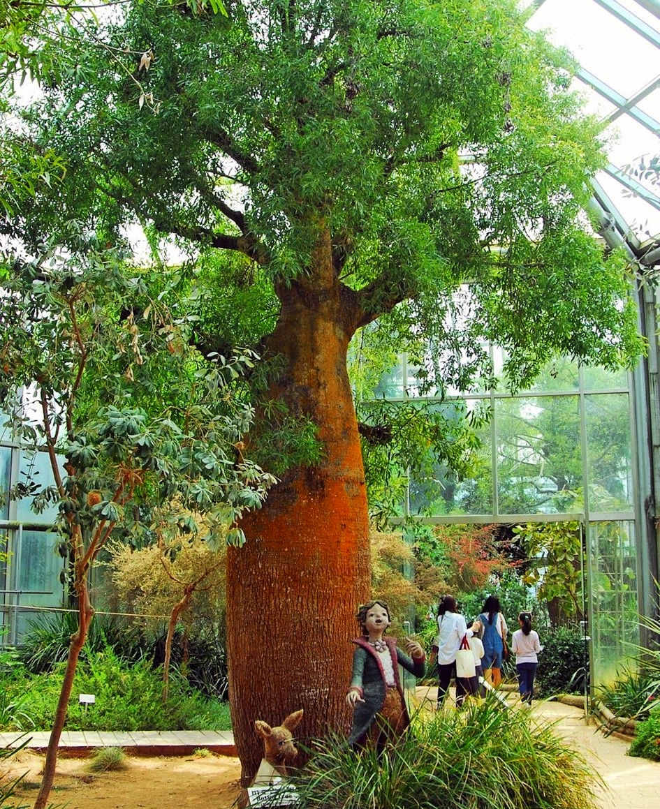 baobab-tree