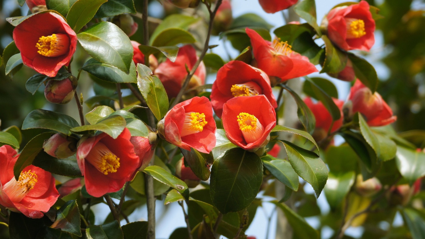 red camelia flowers