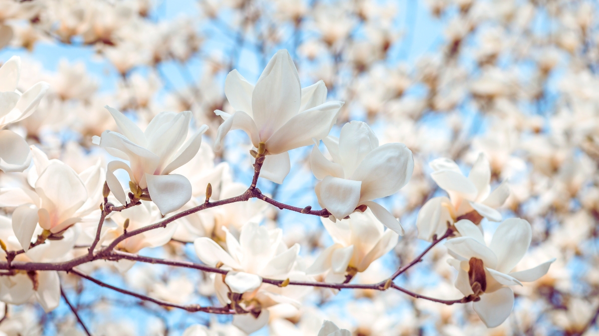 daejeon-camelia-flowers-view