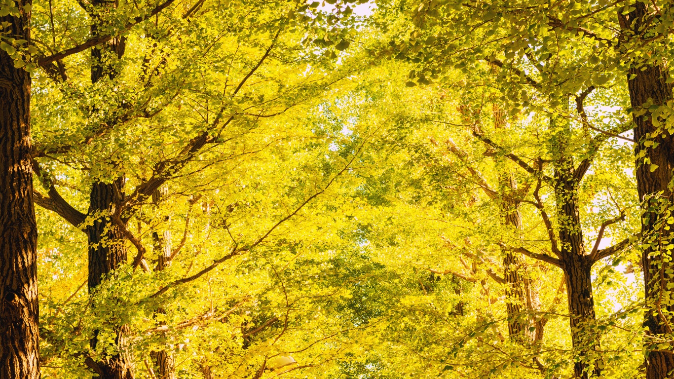 gingko trees yellow leaves