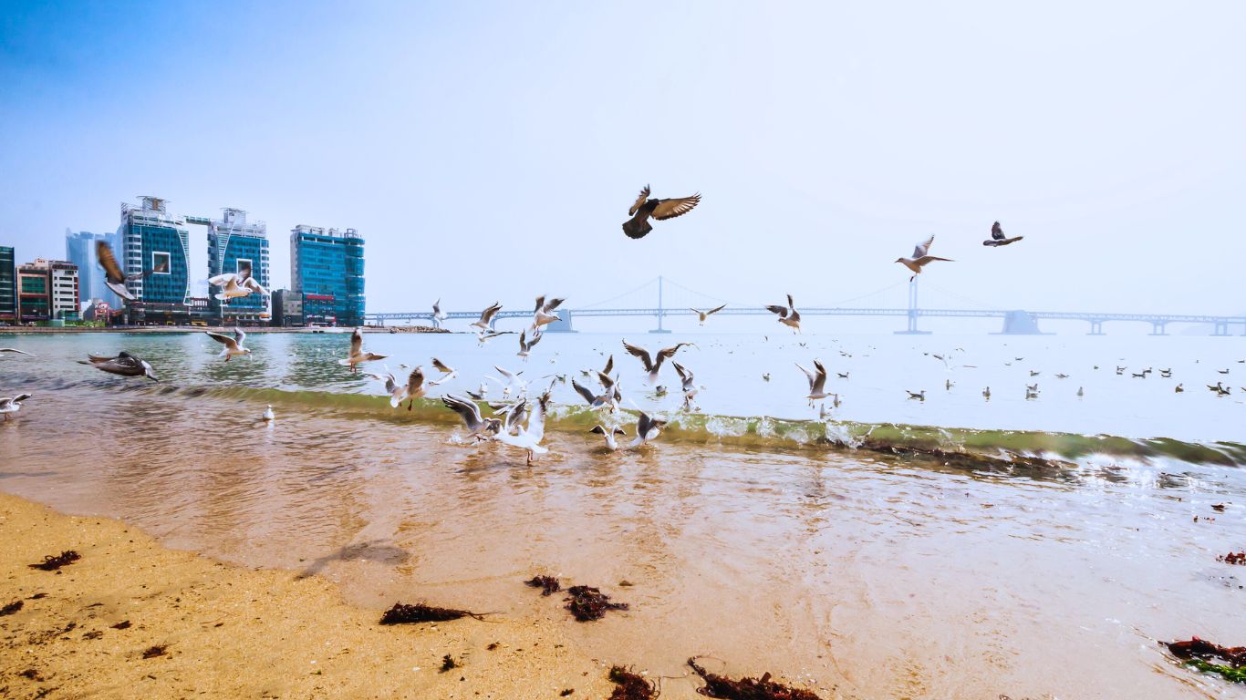 gwangalli-beach-in-busan-sea--birds-view