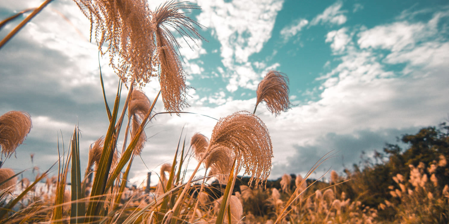 jangsan-mountain-silver-grass