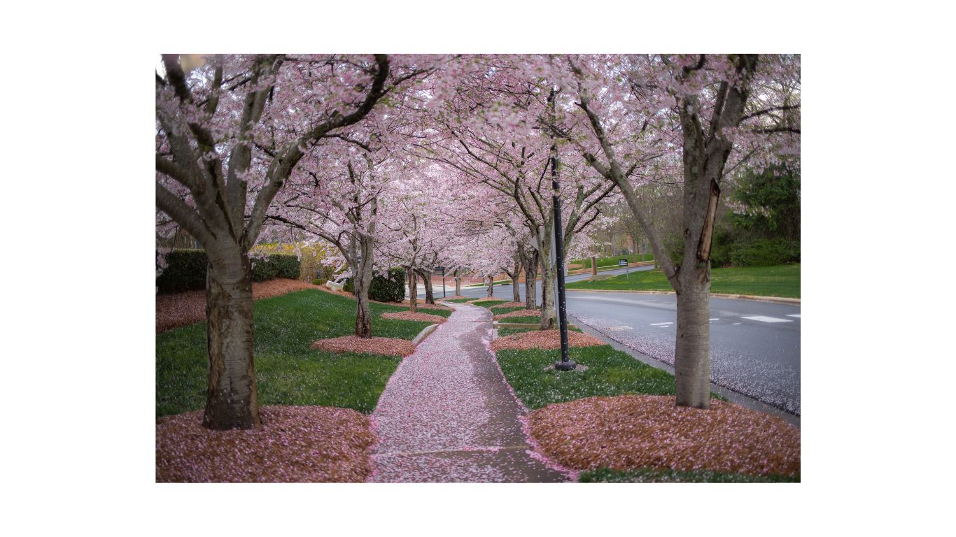 seoul-childrens-grand-park-cherry-blossom-2024