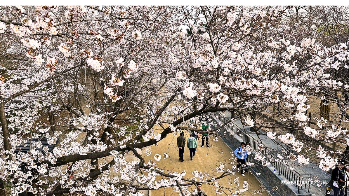 seoul-forest-park-cherry-blossoms-flowers-from-bridge-view