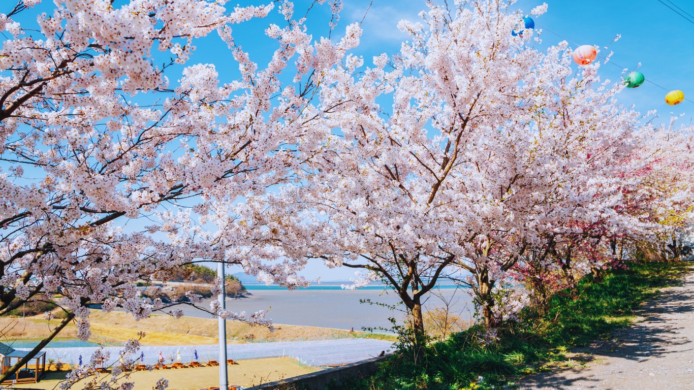 taeanhaean-national-park-beach-cherry-blossoms-view