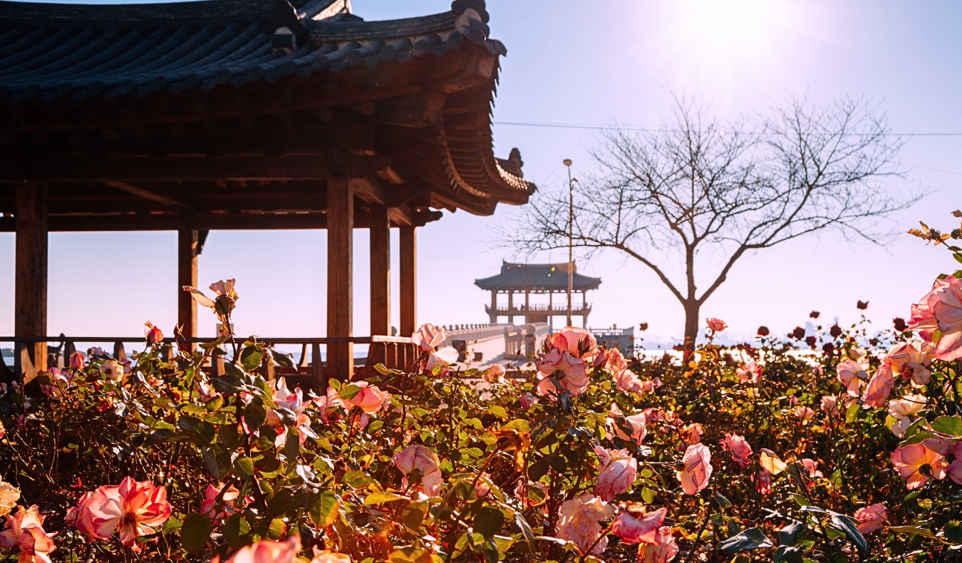 yeongildae-beach-pavilion-pohang-roses-view