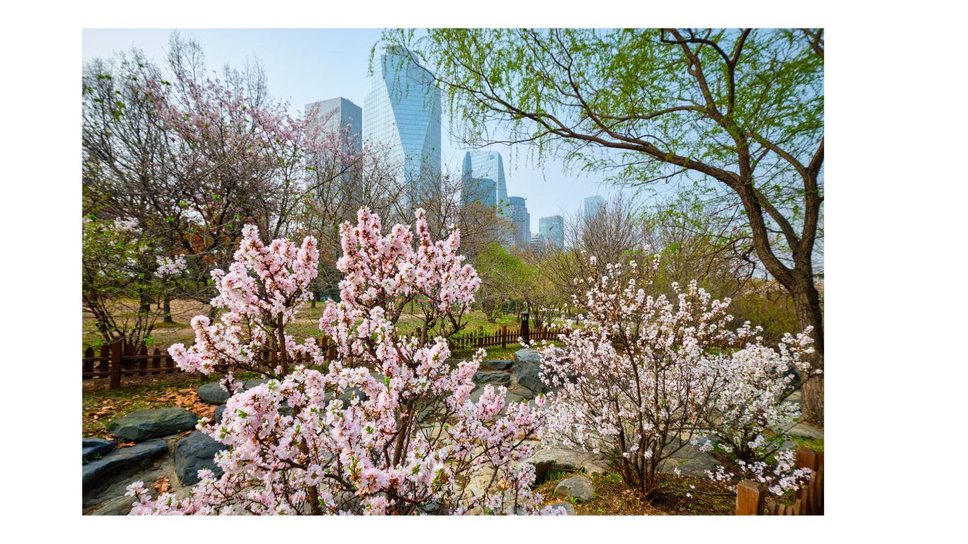 yeouido-cherry-blossom-2024