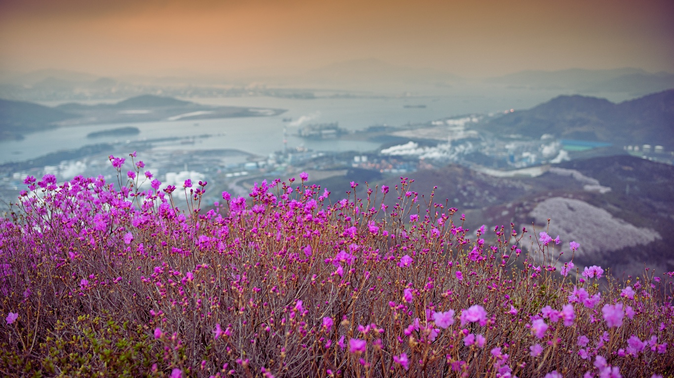 yeosu-city-sea-islands-mountain-flowers